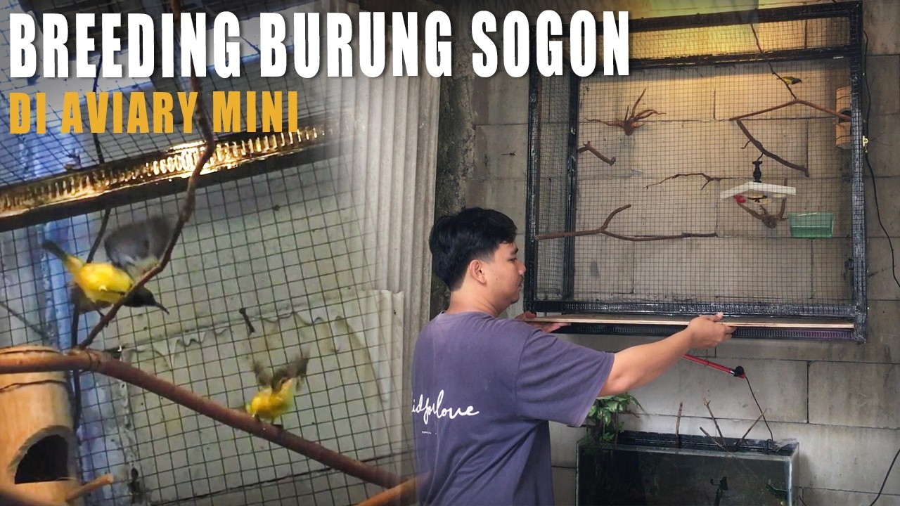 BIKIN AVIARY MINI UNTUK BREEDING BURUNG SOGON