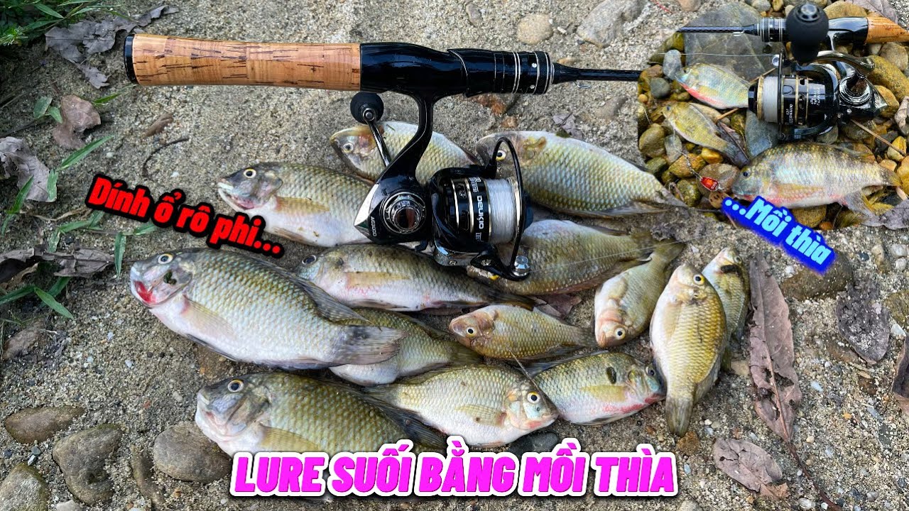 Tờ Ka Hờ | Câu Lure Cá Suối Bằng Mồi 