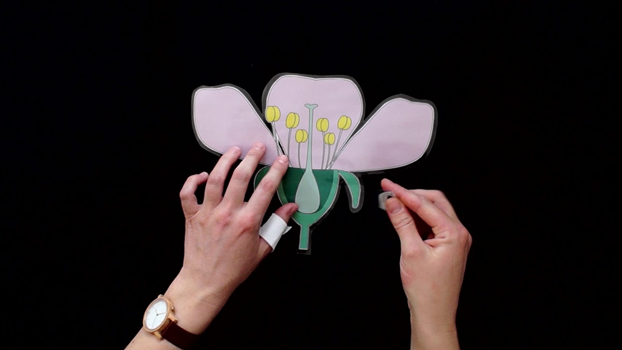 Durch die BLUME: Aufbau einer Bl&uuml;te