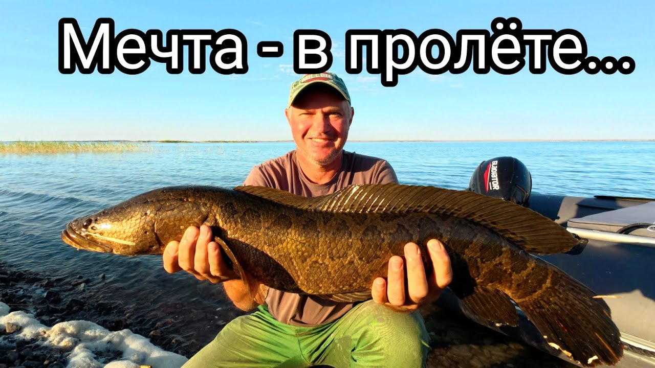 🎣Балхашская рыбалка пошла не по плану… Змейголовы атакуют!