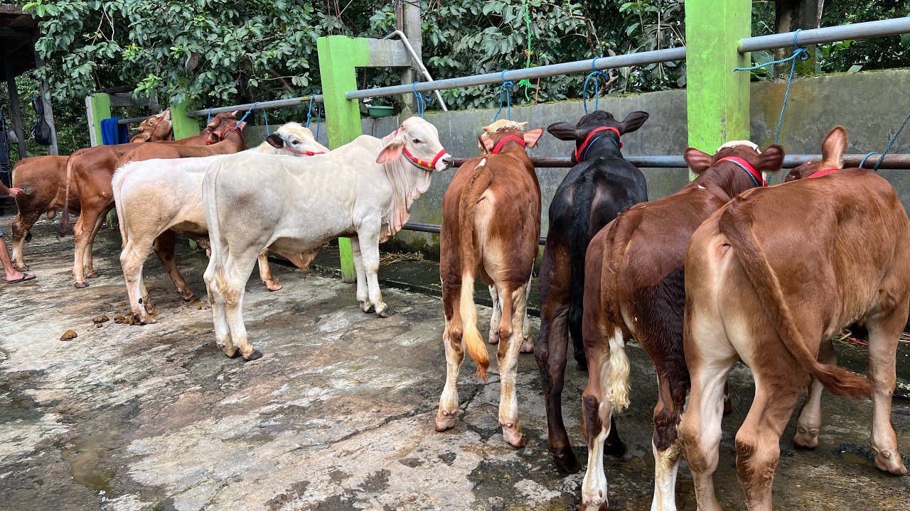 harga bibitan sapi dan bakalan sapi super,gratis pengiriman (COD) wa:08562513748