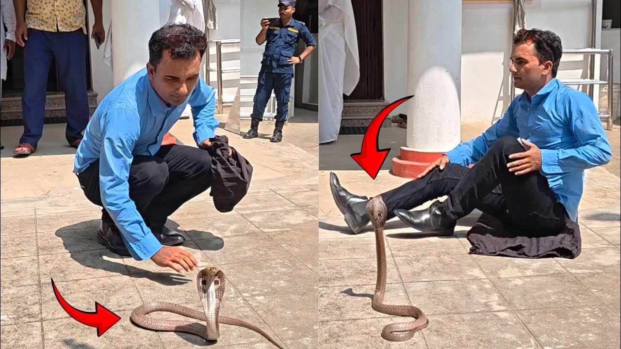 🐍