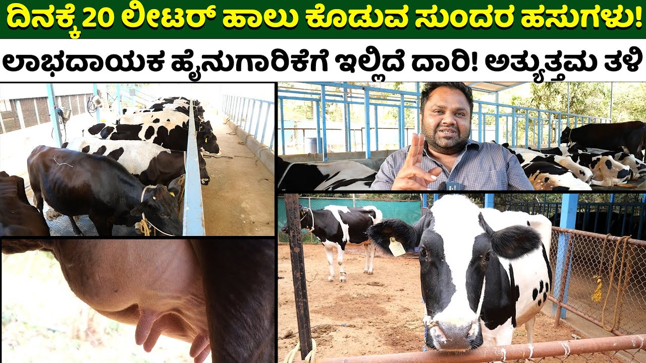 ​9151515975  Dairy farming  ಹಸುಗಳ ಸಾಕಾಣಿಕೆ ಮತ್ತು ಮಾರಾಟ - ರೈತರ ನಂಬಿಕಸ್ತ ತಾಣ.