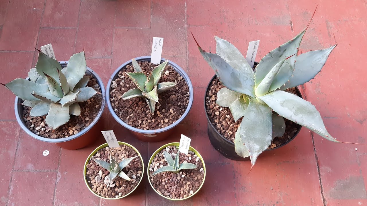 Rinvaso le mie nuove Agavi.....regalate dal mio amico Ivan