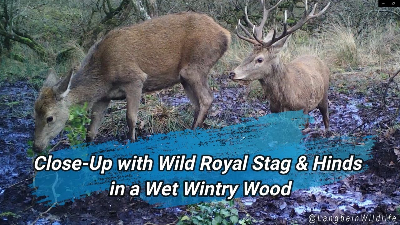 Close-Up with Wild Royal Stag & Hinds  | Winter Wildlife