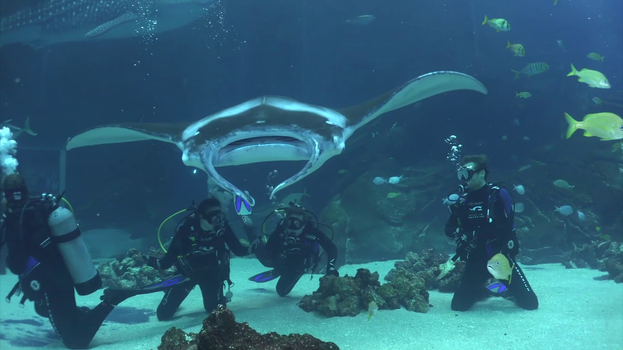 Georgia Aquarium Gentle Giant Dive w/AAUS 2-23-18
