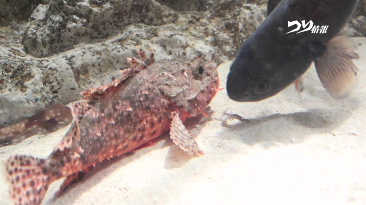 激撮!?オニカサゴの捕食シーン