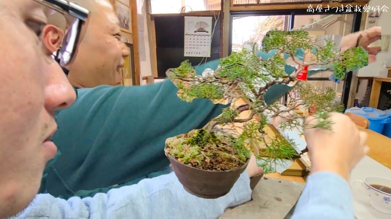 【真柏】正面はどこ？