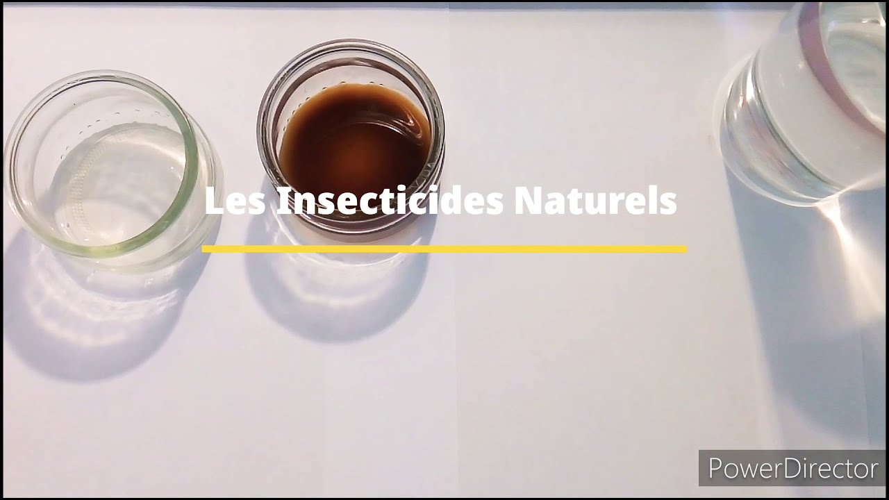 Insecticides Naturels pour Orchidée | thrips, cochenilles, araignées rouges...