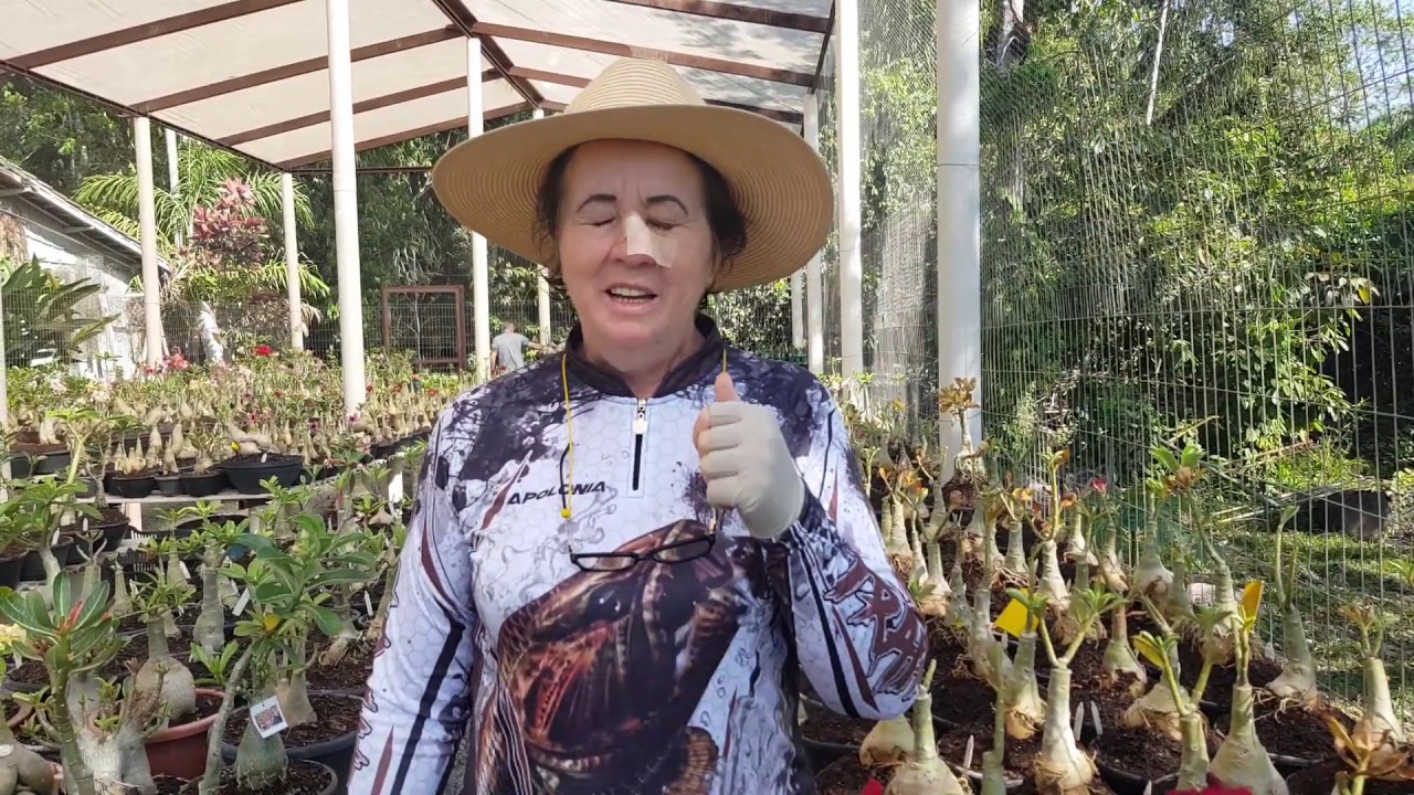 Rosa do Deserto: ADUBAÇÃO de Plantas Jovens