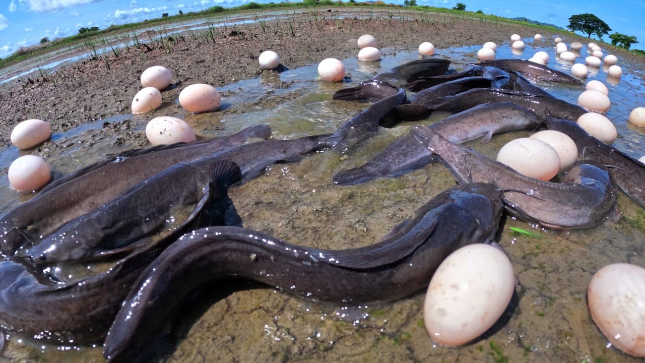 best hand fishing, pick duck eggs in the rice field and catch  a lot of fish 