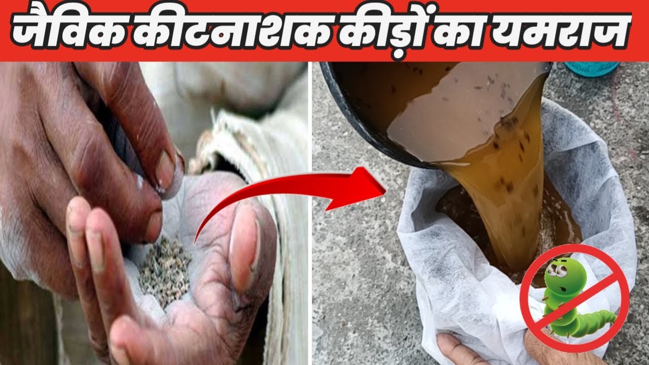 तंबाकू से जैविक कीटनाशक बनाने की विधि | Tobacco liquid pesticide | jaivik kitnashak kaise banaye