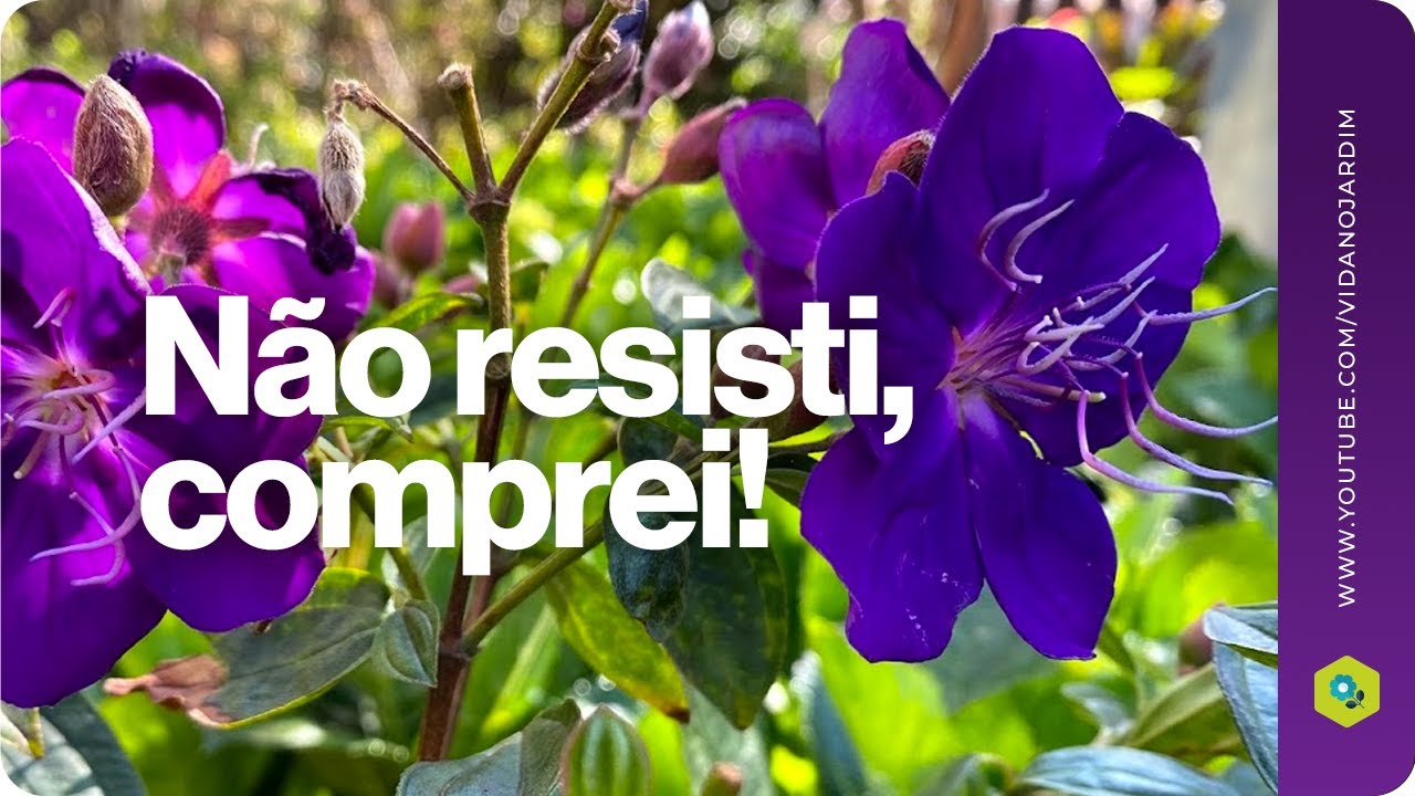 Não resisti, comprei a Quaresmeira Arbustiva