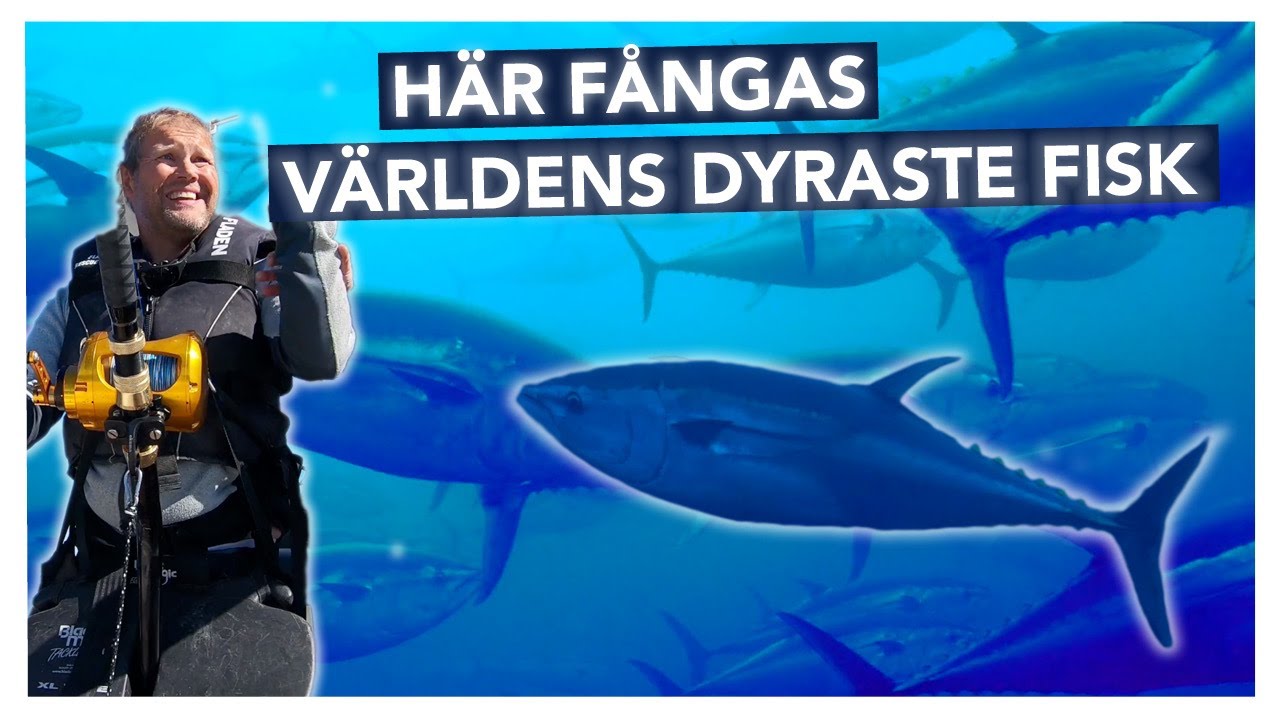 V&auml;rldens dyraste fisk - sp&ouml;f&aring;ngas i Sverige