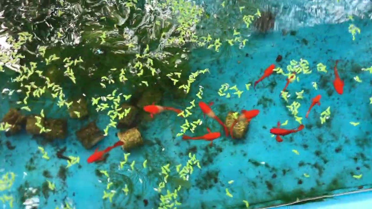 Cá Guppy Koi Red Ear và Wild Koi Short