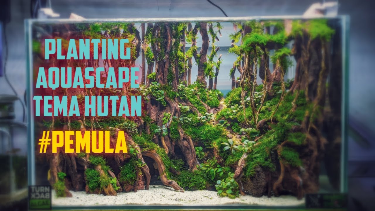 Planting Aquascape Tema Hutan #Pemula