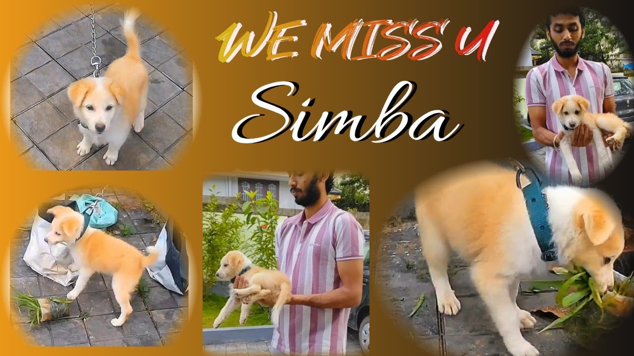 We Miss  Simba  🦮🥰#manas  #youtubevideo 