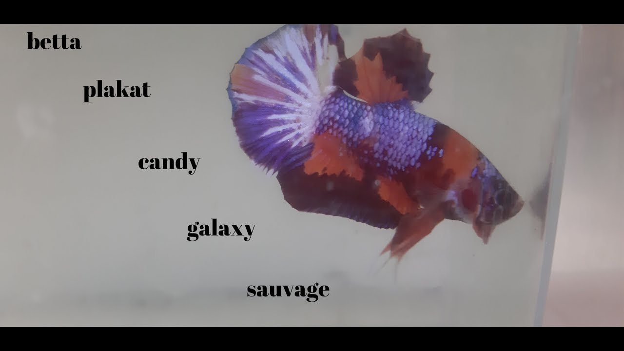 UN ELEVEUR DE BETTA ET GUPPY