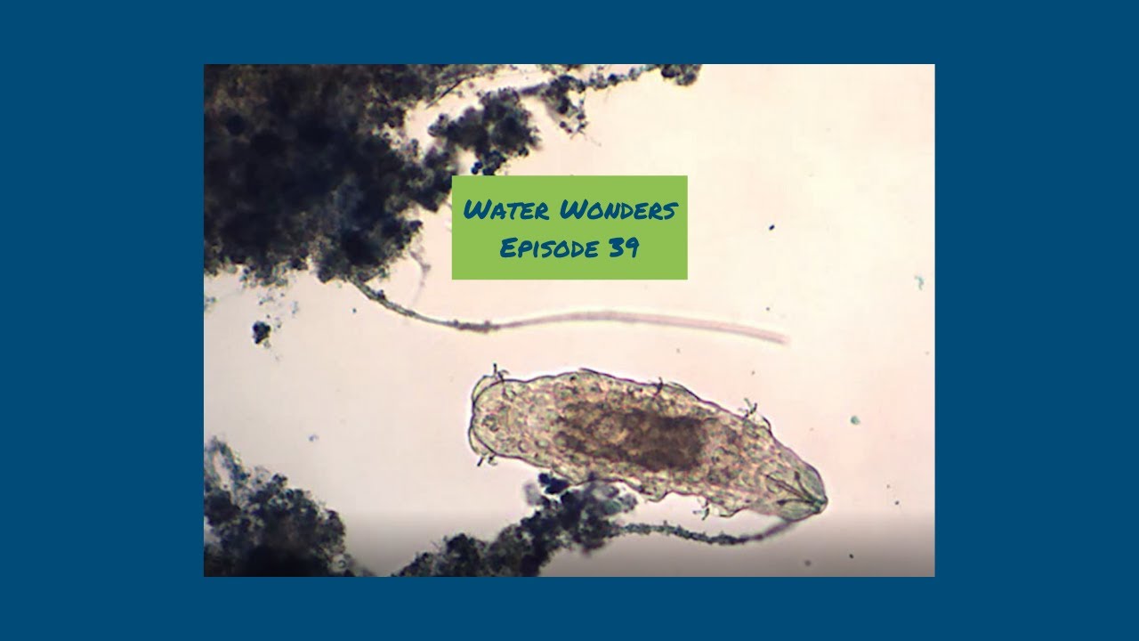 Poo-lution Prevention (Water Wonders, Episode 39)