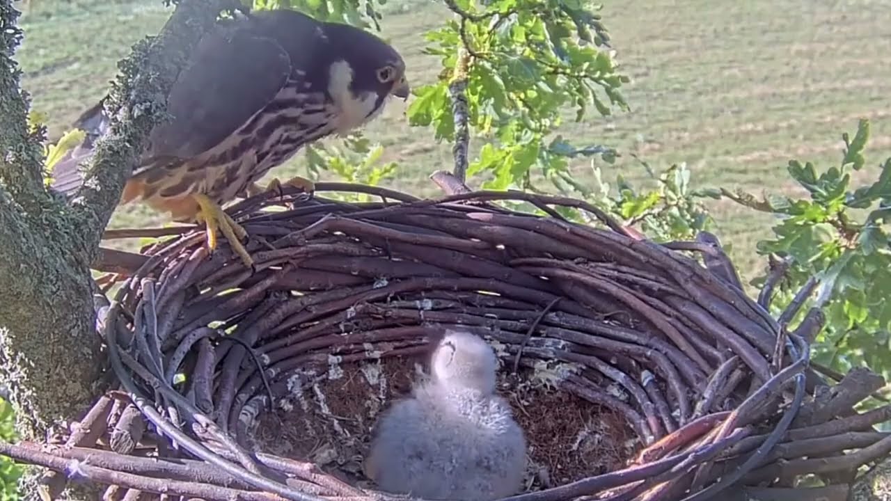 #falcon Cam4#53 Review baby birds in the nest - Dad and mother brings food to feed their chicks