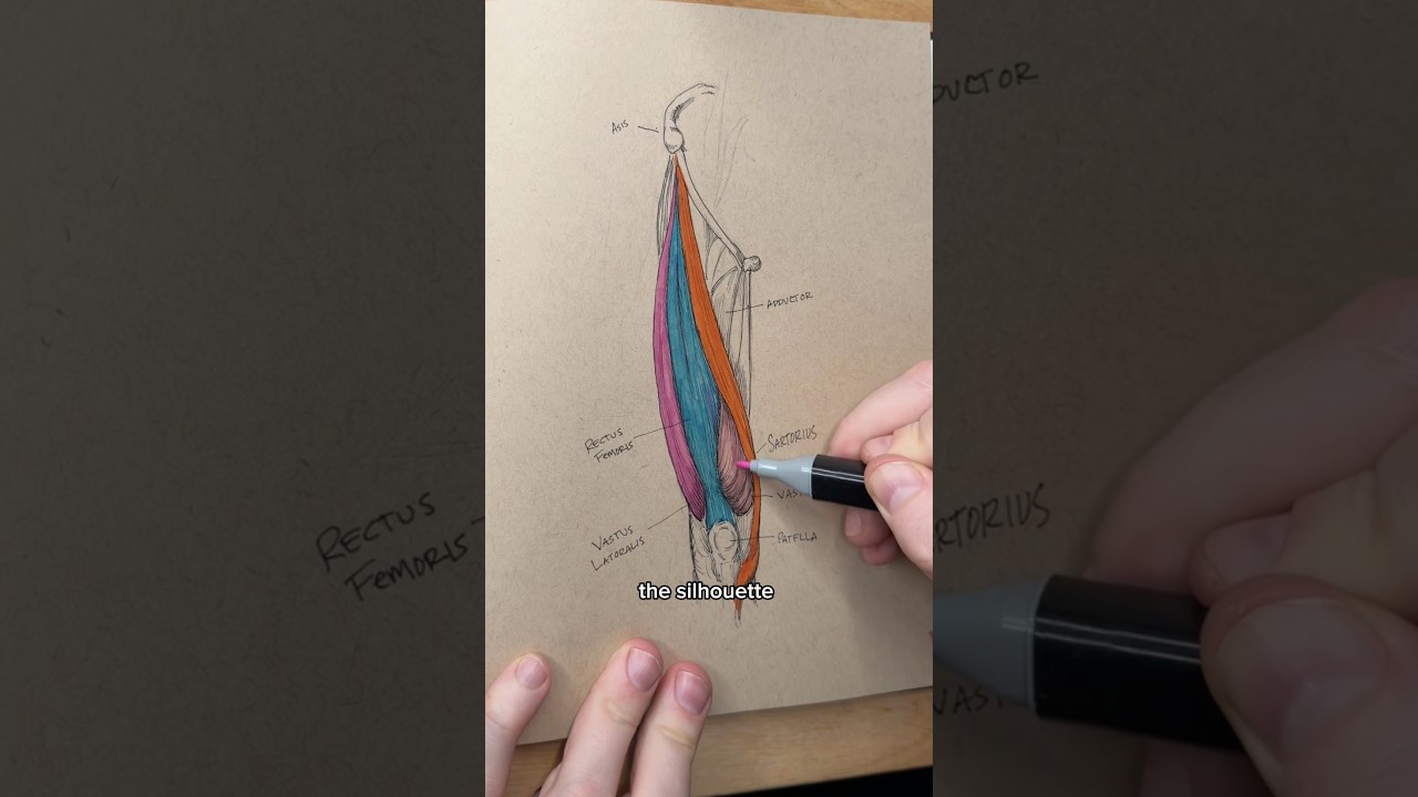 Leg anatomy: Vastus Lateralis & Medialis