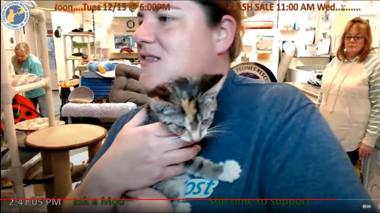 Introducing the Shed Kitties 11-30-2022 -- Friends of Felines Rescue Center (FFRC)