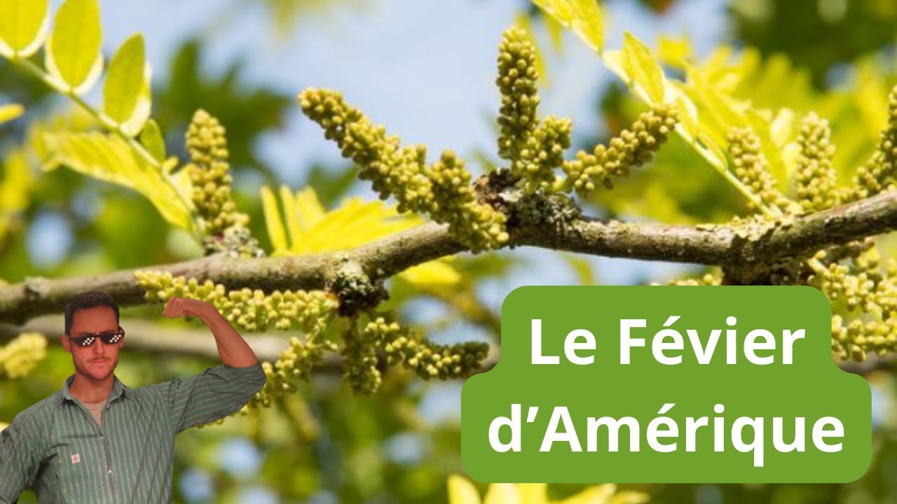 Comment faire pousser un FEVIER D'AMERIQUE.