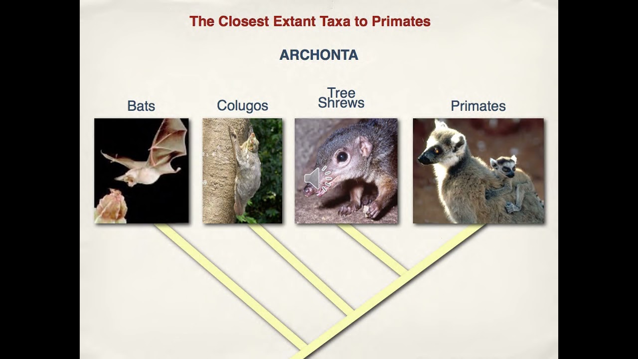 9.3 - Early Primate Evolution