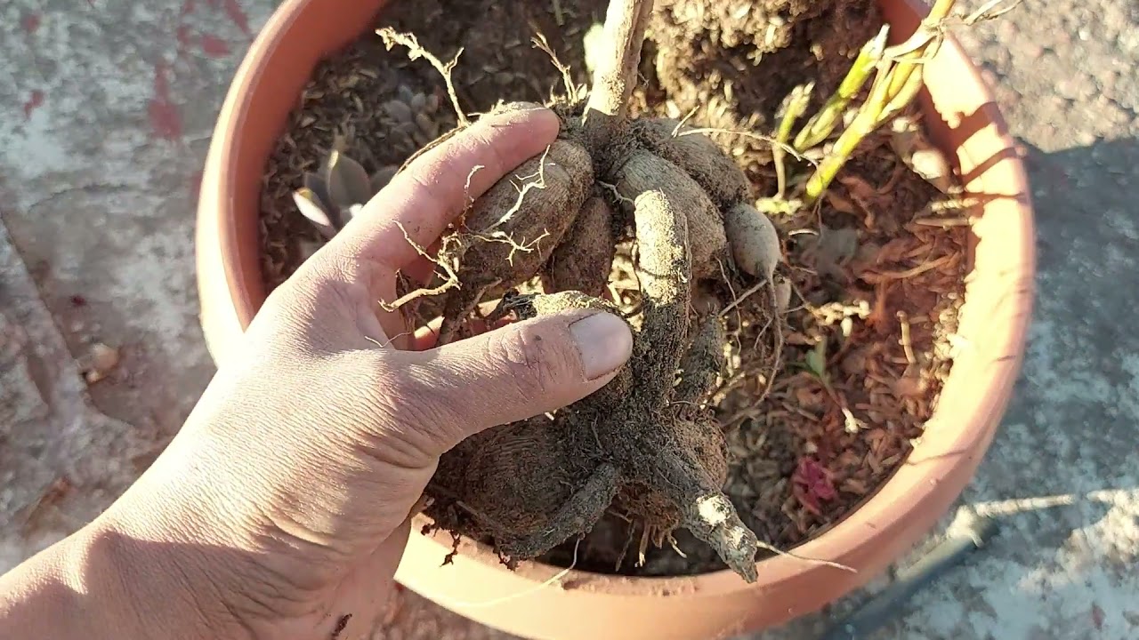 Conservando bulbos de DALIA