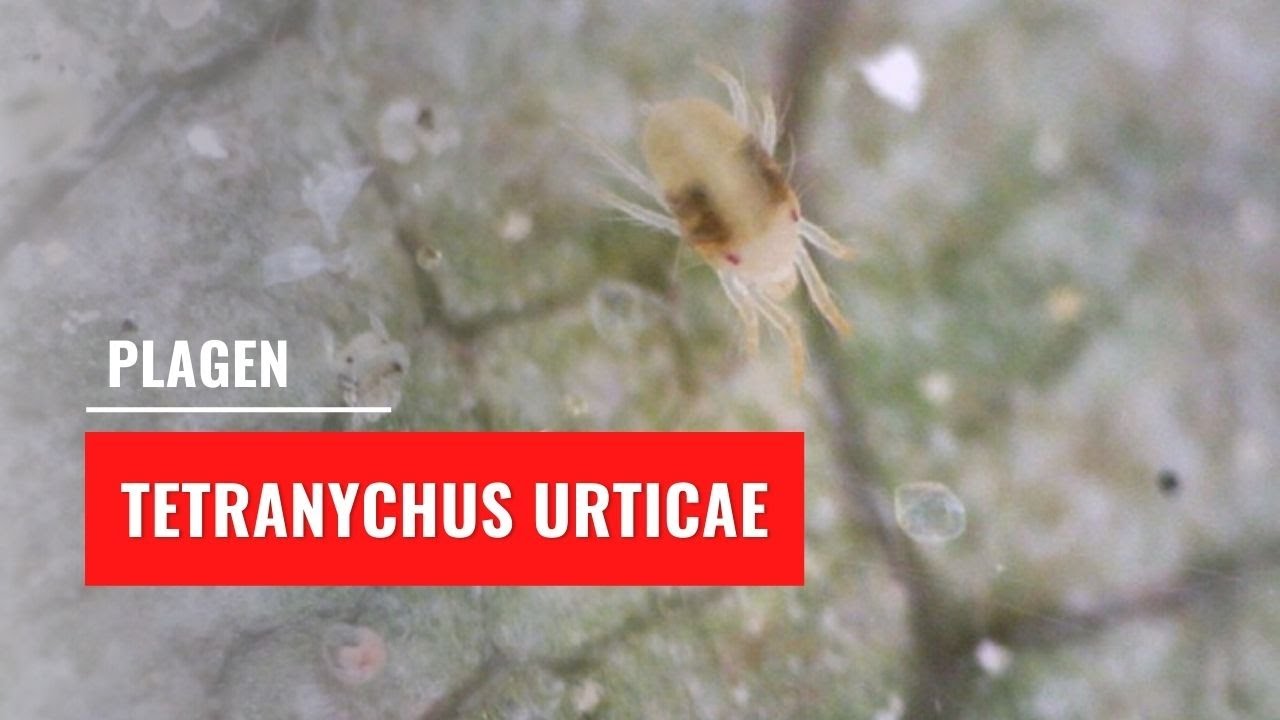 Spint - Tetranychus urticae | Plagen