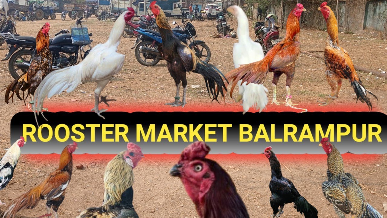 Balrampur hat 2026 🐓  aseel murga market Balrampur || t andra murga hat Balrampur ||