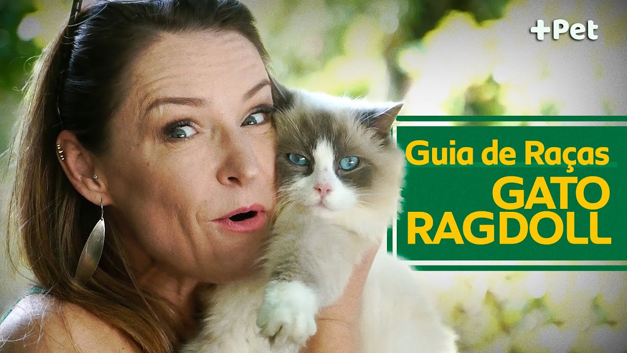 RAGDOLL, O GATO QUE PARECE UMA BONECA DE PANO! | CANAL MAIS PET