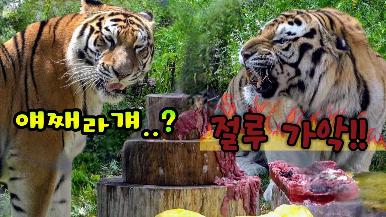 🍀한도남매의 여름이벤트🍀 자꾸 킹받게 하는여동생에게 '하악'해줬더니..