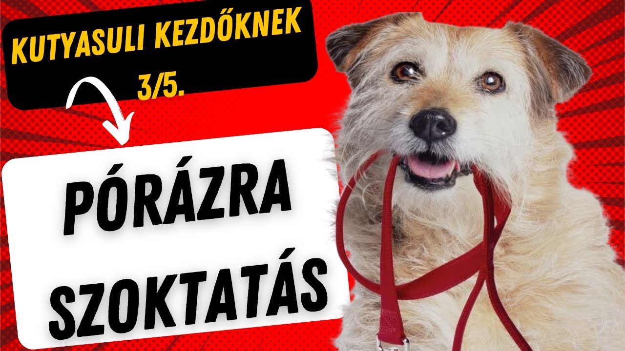 KUTYASULI kezdőknek 3/5. - P&Oacute;R&Aacute;ZHOZ SZOKTAT&Aacute;S
