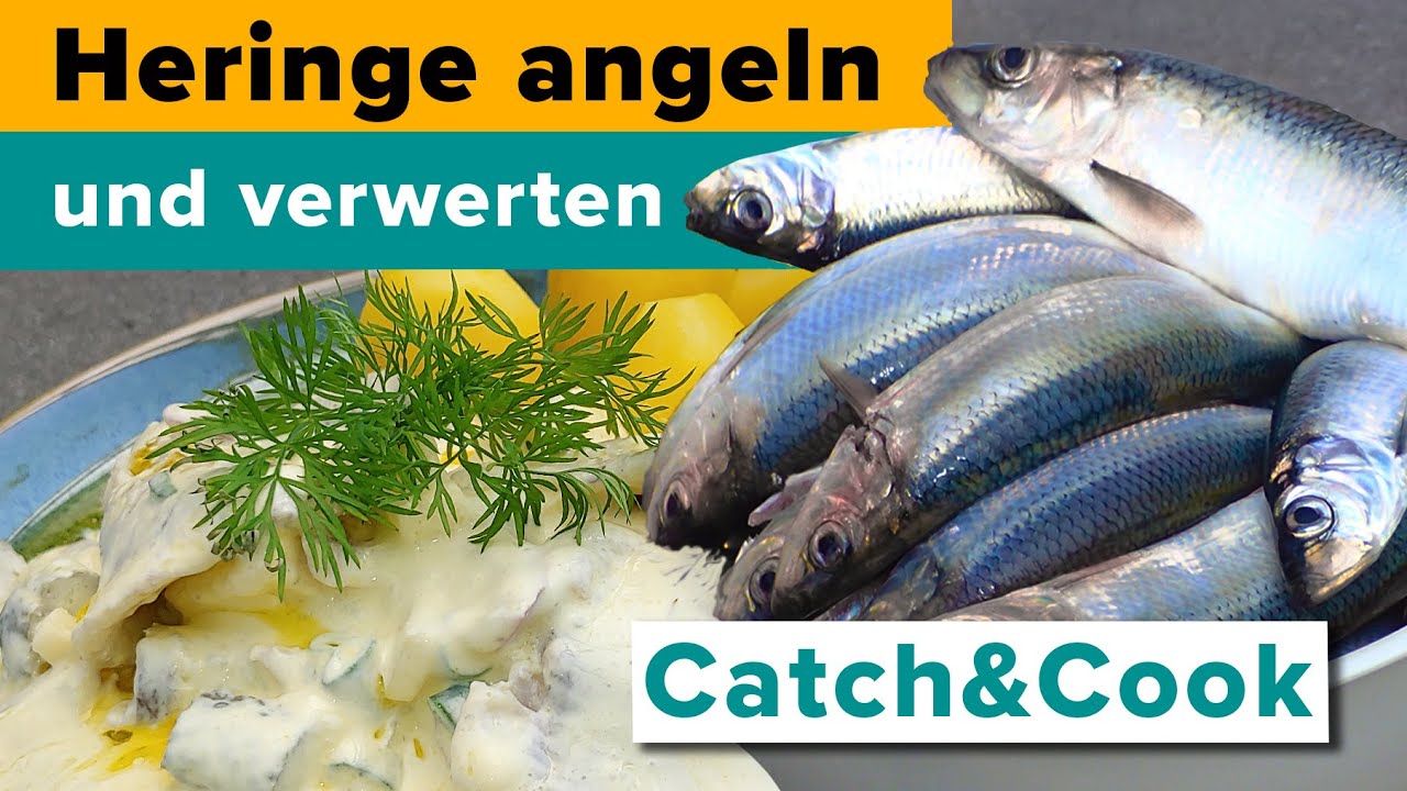 Heringe fangen, filetieren, fermentieren und in besten Matjes verwandeln