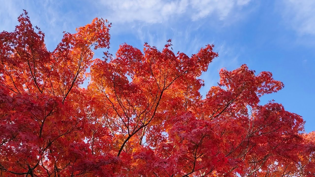 ⛩️開運⛩️蛇の鼻遊楽園⛩️蛇紋石⛩️うるわしの紅葉⛩️福島県本宮市⛩️２０２５年１１月２６日参拝⛩️　#開運 #神社 #参拝 #紅葉 #福島県 #スピリチュアル