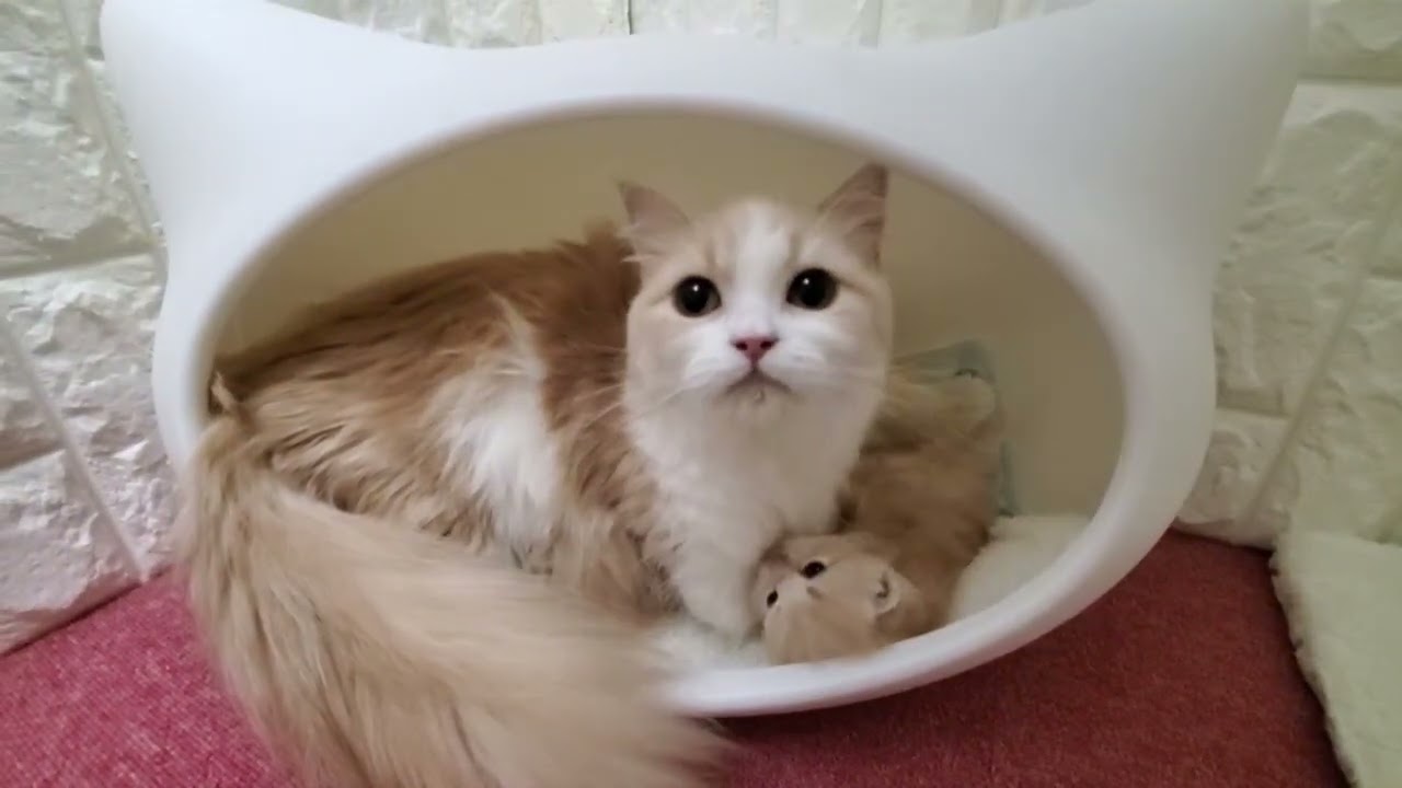 12月20日生まれのミヌエット子猫とママ