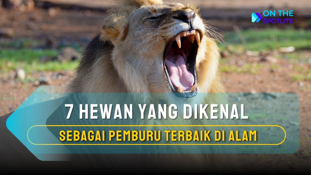 7 Hewan Yang Dikenal Sebagai Pemburu Terbaik di Alam - On The Spot Terbaru