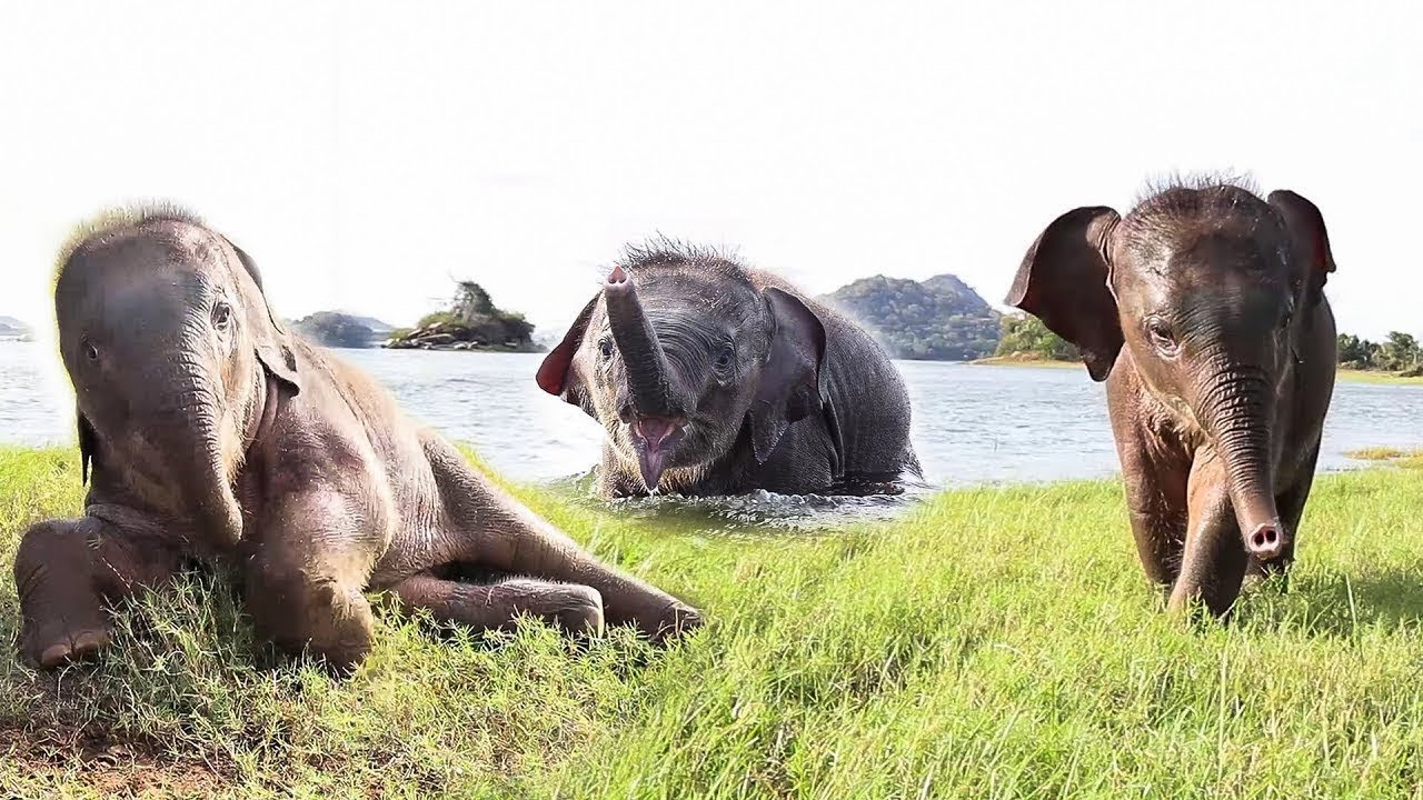Beautiful and adorable baby elephant wants to swim