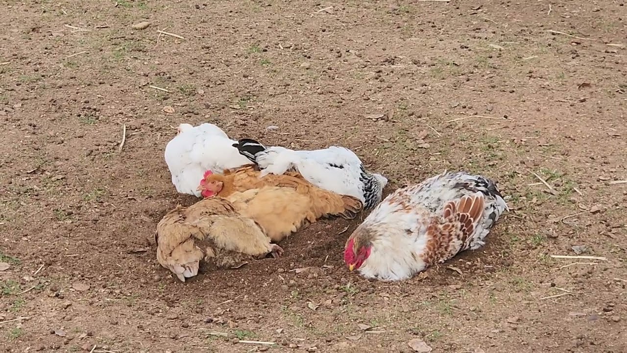 #slowtv #chickentube Group Dust Bathing