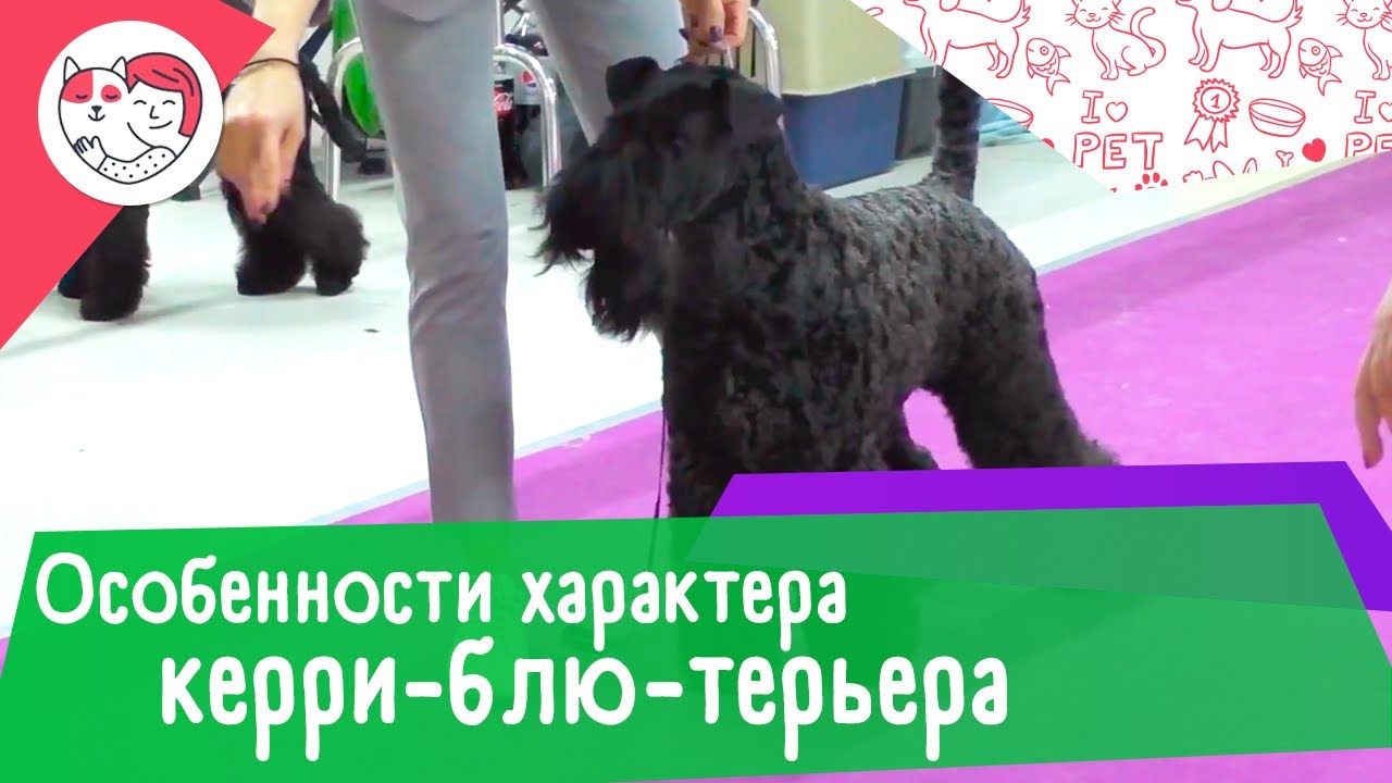 3 особенности характера керри-блю-терьера