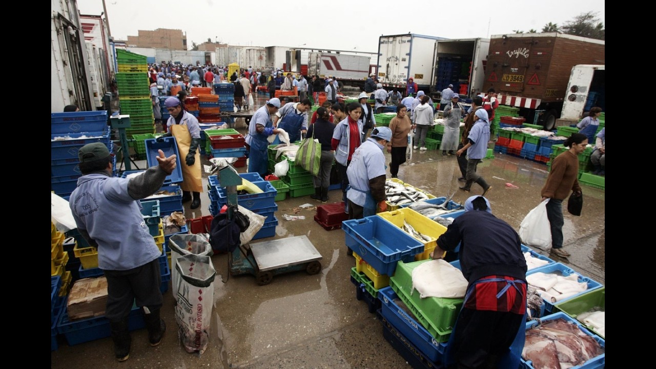 Terminal pesquero de Ventanilla: ¿Precio del pescado subió, bajó o se mantiene?