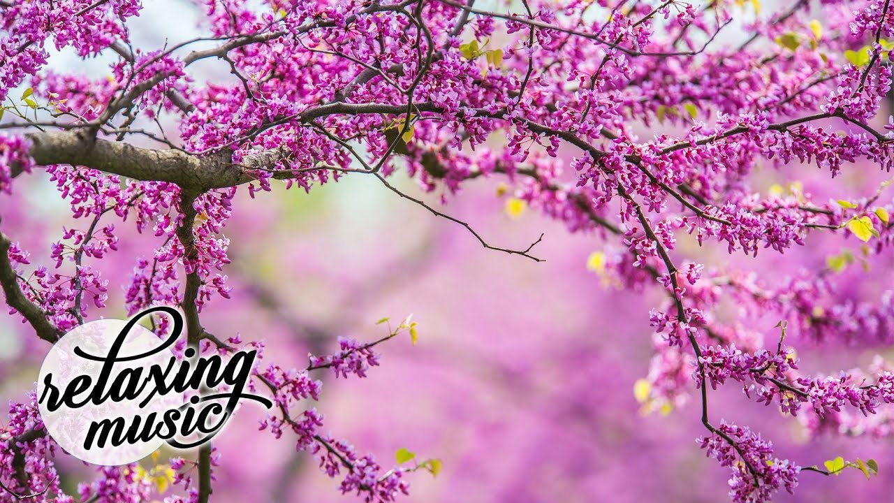 Wedding In The Dream - Relaxing Acoustic Guitar Music
