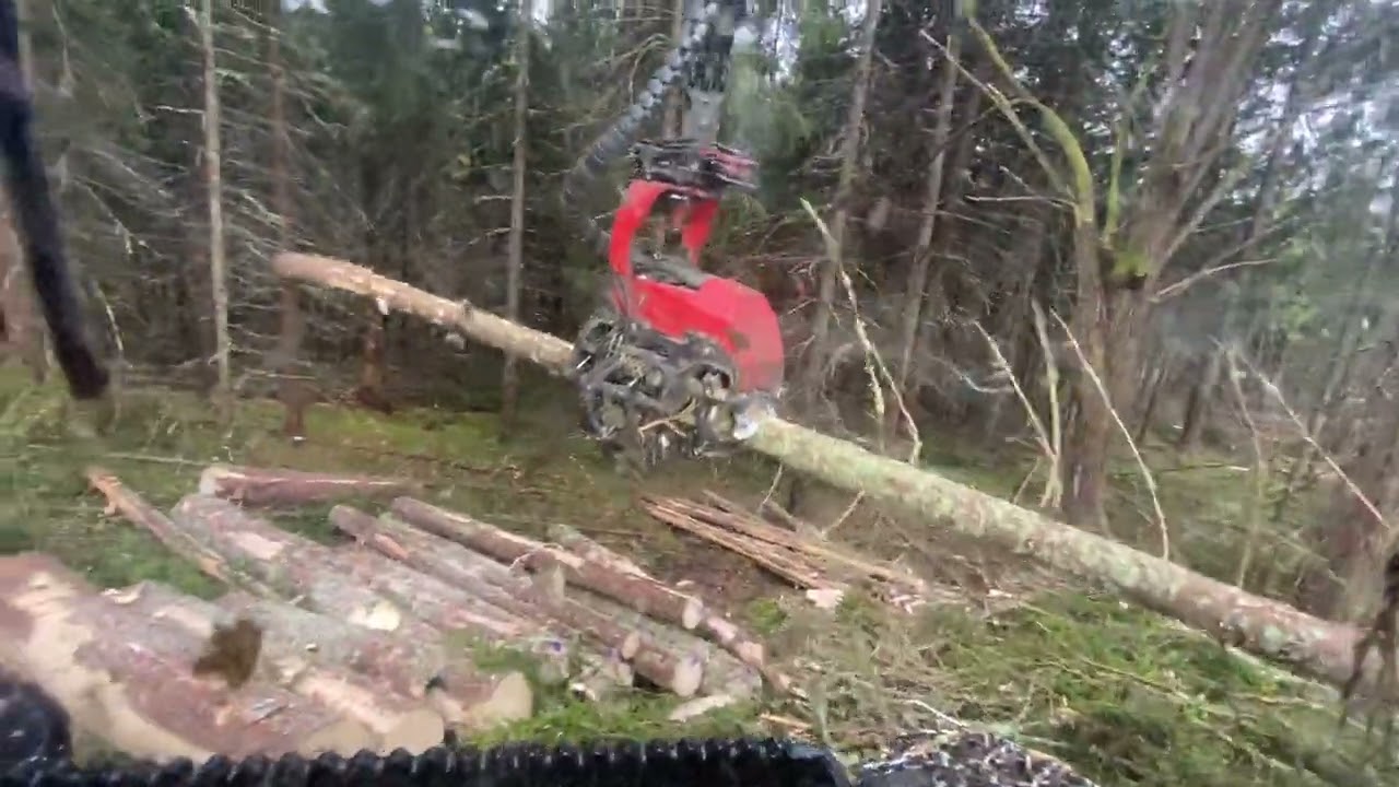 Komatsu 901 C93 Handling Big Trees In Clearcut