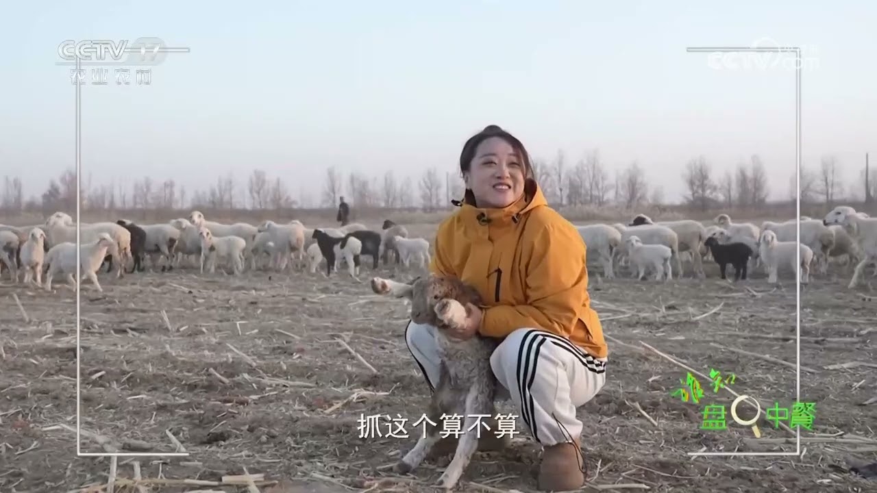 《谁知盘中餐》 20260120 治沙大漠边 寻味篝火前 | 农业致富经 Agriculture And Farming