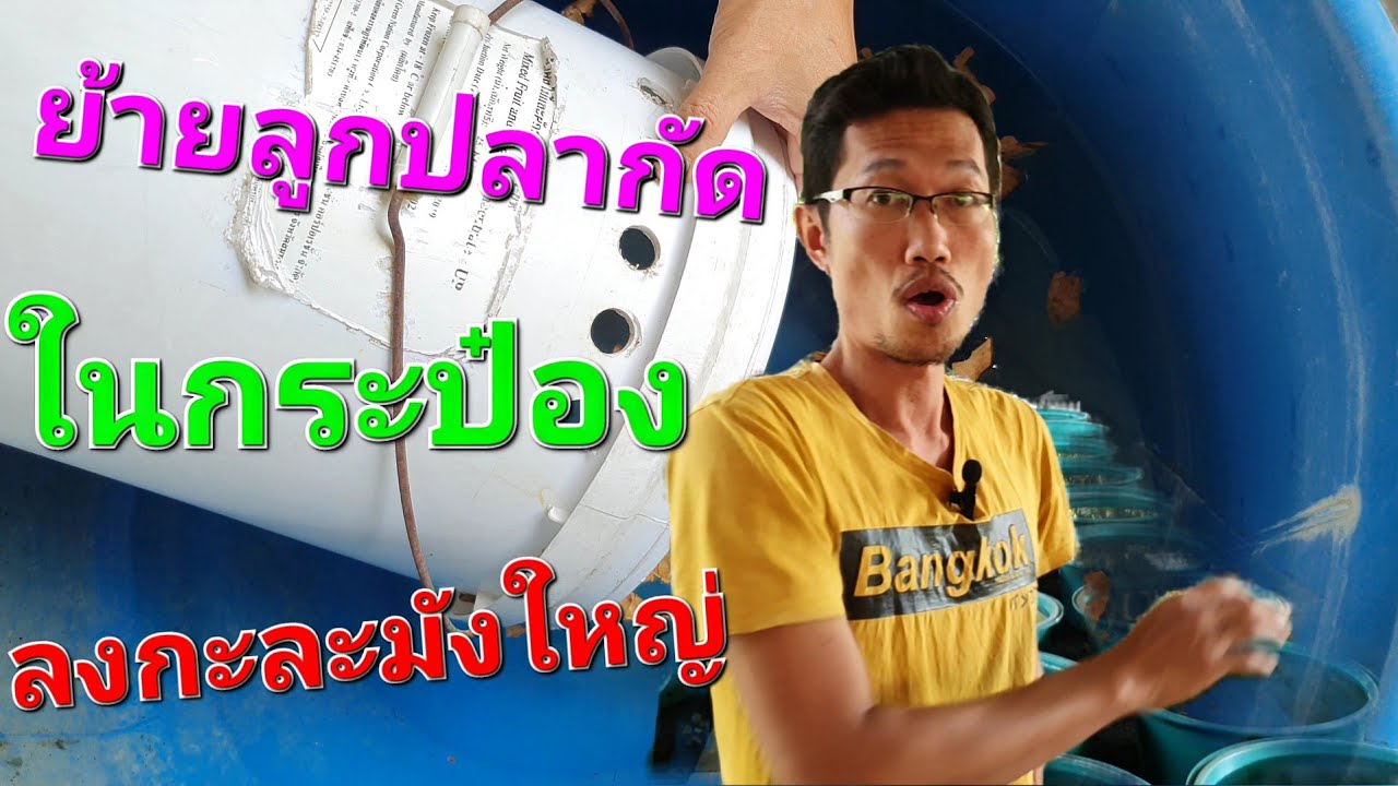 ย้ายลูกปลากัดอายุ4วันไปเลี้ยงที่กว้าง EP.7