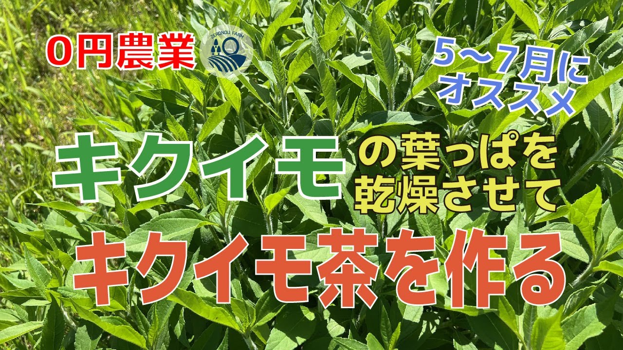 【#33】キクイモの葉っぱを乾燥させてキクイモ茶を作る