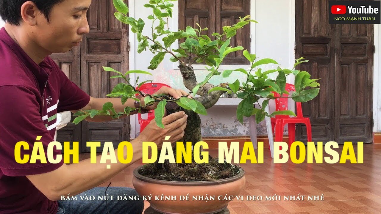 CÁCH TẠO DÁNG MAI BONSAI VỪA MỚI GHÉP XONG.