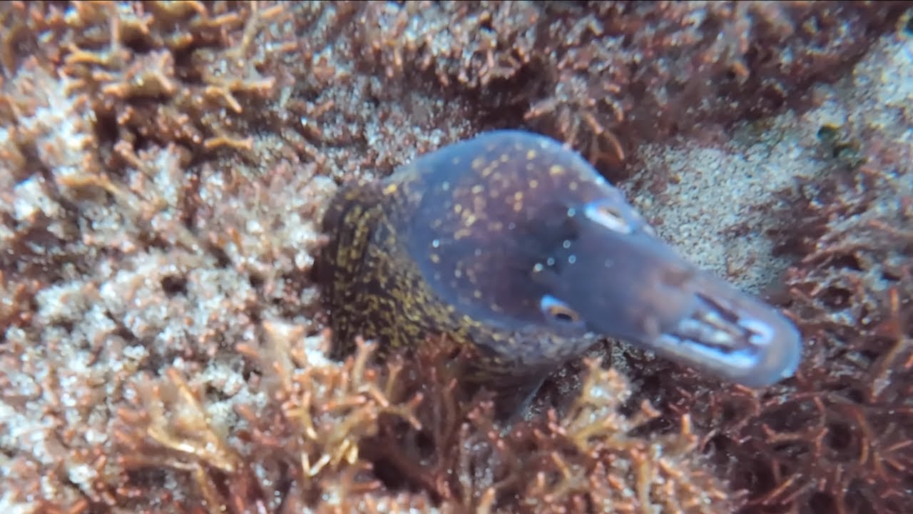 Aventura de Snorkeling em Porto Santo