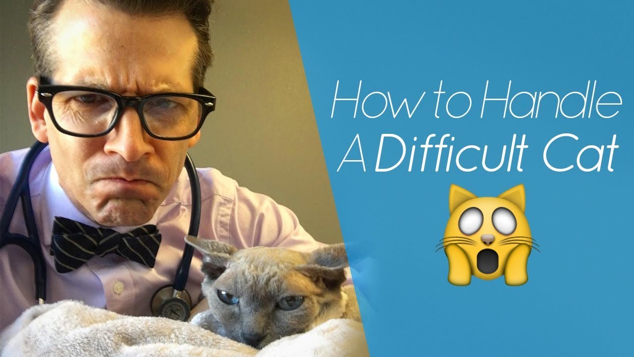 Difficult Cat? Try The Burrito Technique